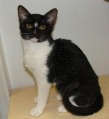 another picture of Boo FKA Cesar, a Domestic Medium Hair black/white tuxedo
