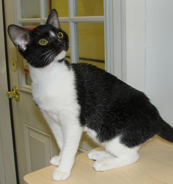 picture of Boo FKA Cesar, a Domestic Medium Hair black/white tuxedo