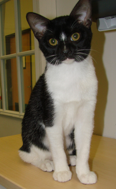 picture of Boo FKA Cesar, a Domestic Medium Hair black/white tuxedo