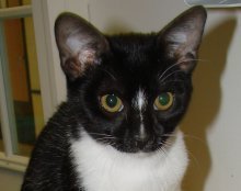 picture of Boo FKA Cesar, a Domestic Medium Hair black/white tuxedo