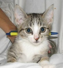 picture of Kiko, a Domestic Medium Hair light tabby/white