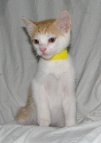 picture of Milo, a Domestic Short Hair white/orange