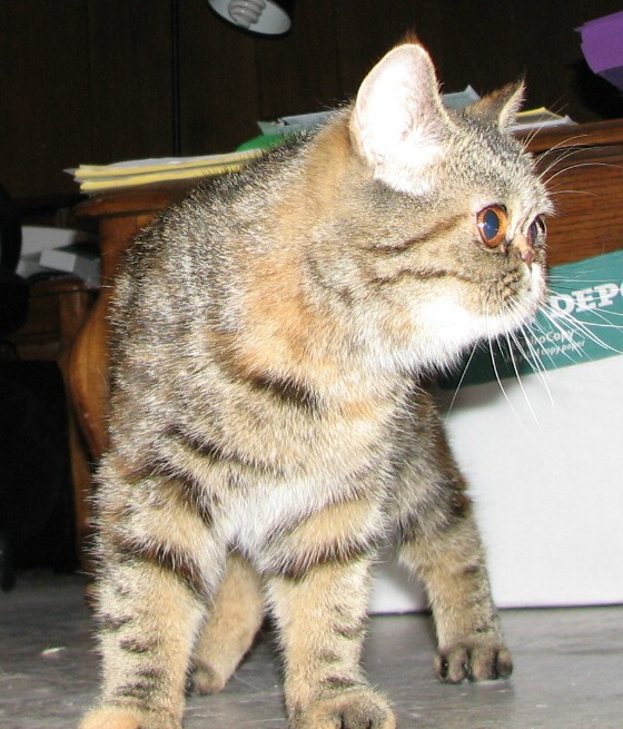 picture of Shmushy, a Exotic tortoise-shell