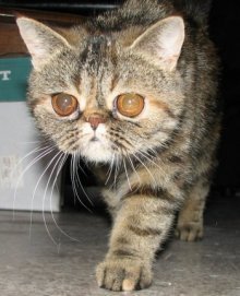 picture of Shmushy, a Exotic tortoise-shell