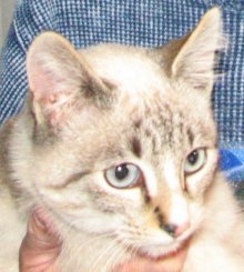 picture of Clarabelle, a Siamese/Domestic Short Hair-x lynxpoint