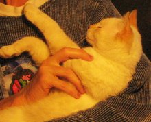 another picture of Howdy Doody, a Siamese/Domestic Short Hair-x flamepoint