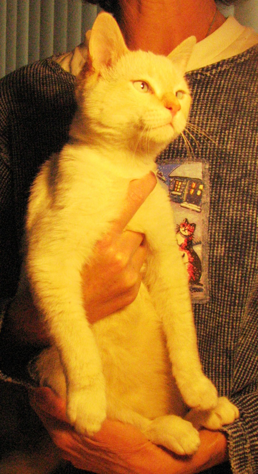 picture of Howdy Doody, a Siamese/Domestic Short Hair-x flamepoint