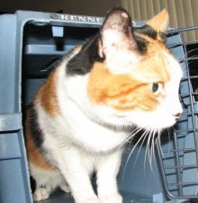 picture of Gladys, a Domestic Short Hair calico