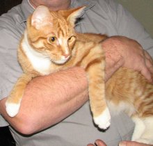 another picture of Buddy, a Domestic Short Hair orange tabby/white