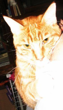 picture of Buddy, a Domestic Short Hair orange tabby/white