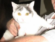 another picture of Jazzy, a Domestic Short Hair gray/white