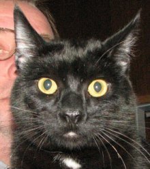 picture of Zorro, a Domestic Short Hair black