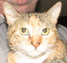 another picture of Sally, a Domestic Short Hair calico tabby
