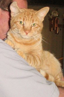 another picture of Cuddles, a Domestic Short Hair orange tabby