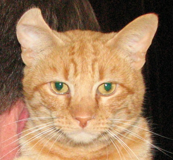 picture of Cuddles, a Domestic Short Hair orange tabby