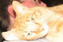 picture of Cuddles, a Domestic Short Hair orange tabby