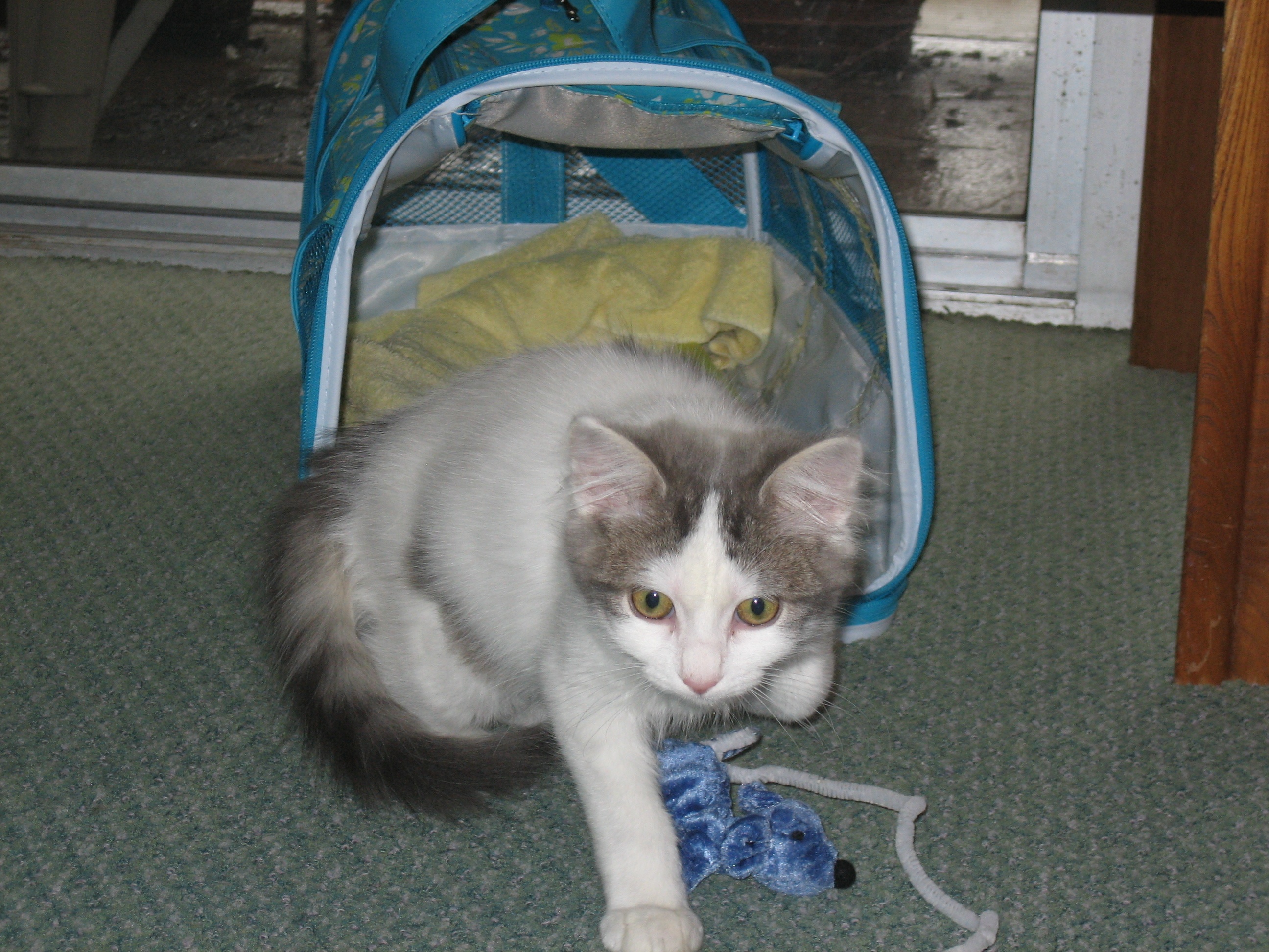 picture of Ellie, a Domestic Short Hair white/gray