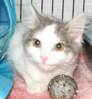 picture of Ellie, a Domestic Short Hair white/gray