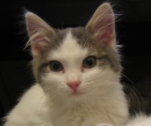 picture of Ellie, a Domestic Short Hair white/gray