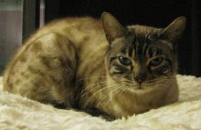 another picture of Deborah, a Siamese/Domestic Short Hair-x lynxpoint