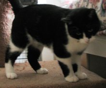 another picture of Mickey, a Domestic Short Hair black/white