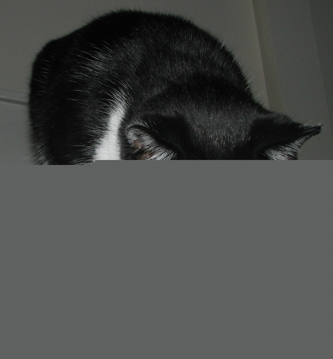 picture of Mickey, a Domestic Short Hair black/white