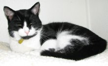 picture of Mickey, a Domestic Short Hair black/white