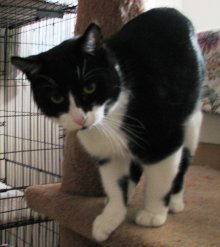 picture of Mickey, a Domestic Short Hair black/white