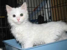 another picture of Fluffy, a Domestic Medium Hair white