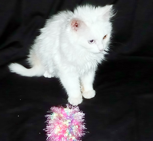 picture of Fluffy, a Domestic Medium Hair white