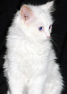 picture of Fluffy, a Domestic Medium Hair white
