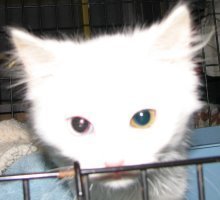 picture of Fluffy, a Domestic Medium Hair white