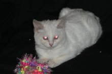 another picture of Muffy, a Domestic Short Hair white