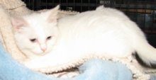 picture of Muffy, a Domestic Short Hair white