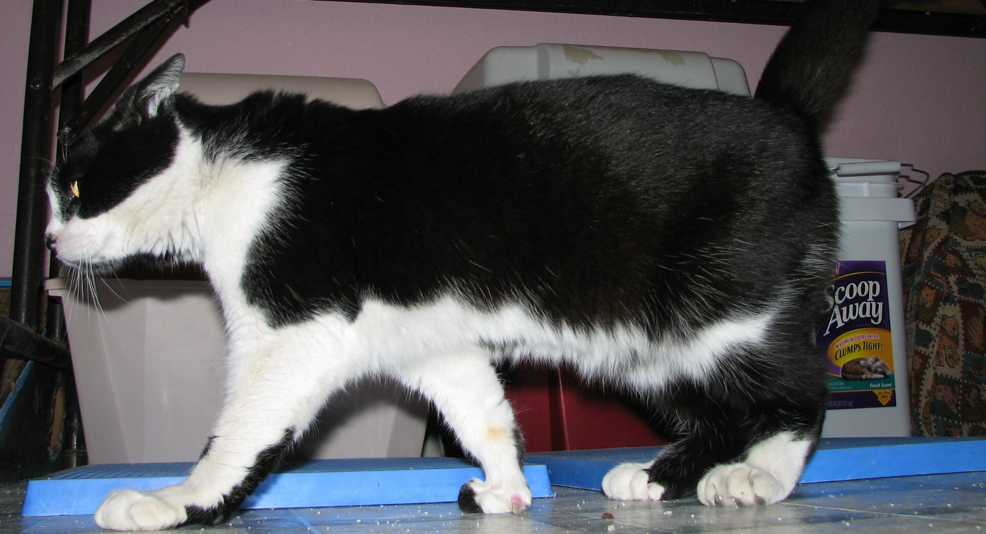picture of Luther AKA Toes, a Domestic Short Hair black/white