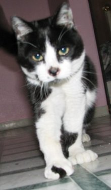 picture of Luther AKA Toes, a Domestic Short Hair black/white