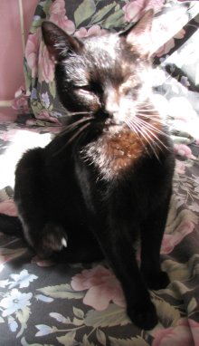 another picture of Mariah, a Domestic Short Hair black