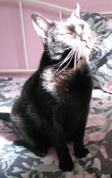 picture of Mariah, a Domestic Short Hair black