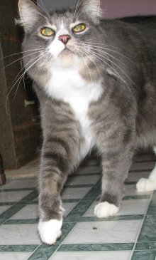 another picture of Alfie, a Domestic Medium Hair gray/white