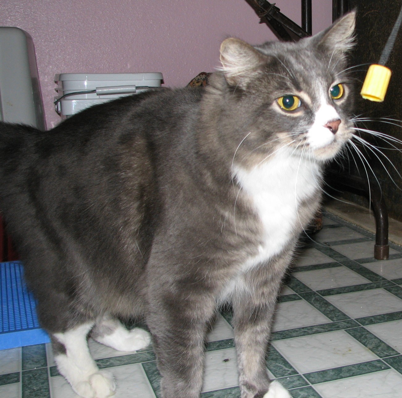 picture of Alfie, a Domestic Medium Hair gray/white