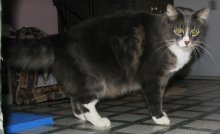 picture of Alfie, a Domestic Medium Hair gray/white