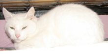 another picture of Snowball, a Domestic Short Hair white