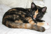 another picture of Cheetoh, a Domestic Short Hair calico
