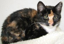 picture of Cheetoh, a Domestic Short Hair calico