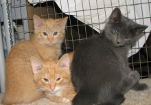 another picture of Monty, a Domestic Short Hair orange tabby