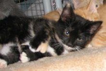 another picture of Mimi, a Domestic Short Hair calico