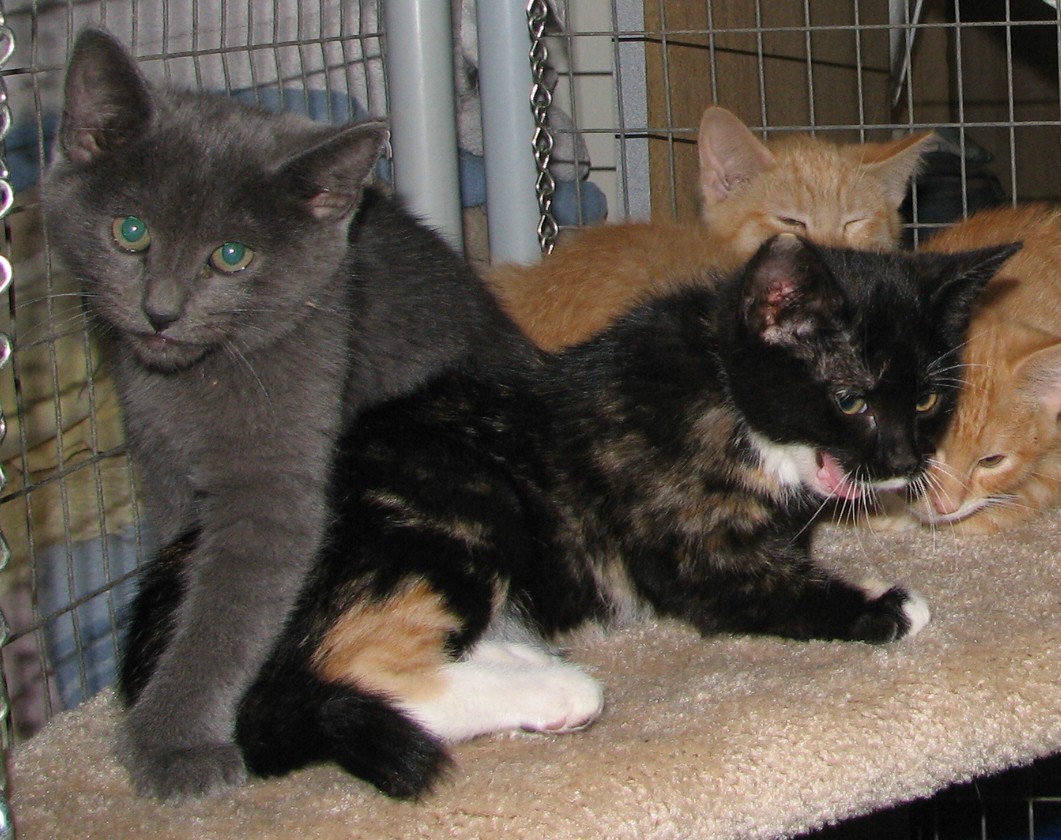 picture of Mimi, a Domestic Short Hair calico