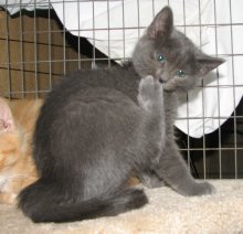 another picture of Molly, a Domestic Short Hair gray