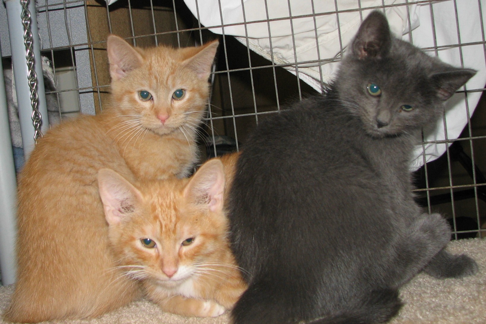 picture of Molly, a Domestic Short Hair gray