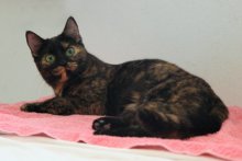 another picture of Tabitha, a Domestic Short Hair tortoise-shell